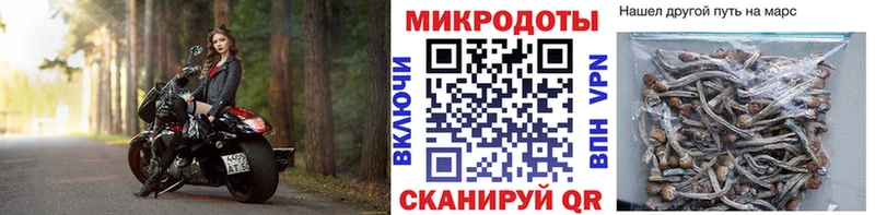 Купить  Вичуга  Галлюциногенные грибы Psilocybine cubensis 